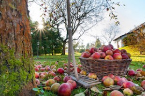 Backyard_Jungle_Autumn_2_copyri