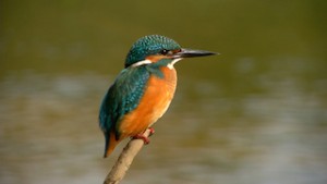 zimorodek_na_gałezi